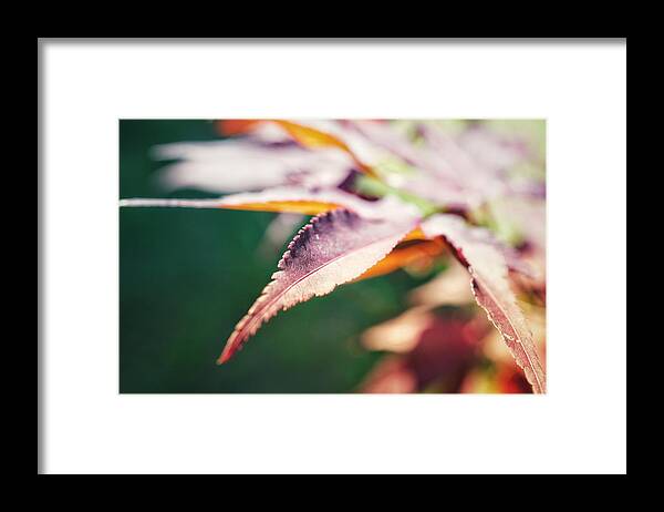 Photo Framed Print featuring the photograph Japanese Maple Leaf by Evan Foster