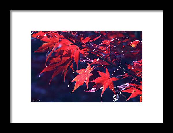 Trees Framed Print featuring the photograph Japanese Maple Leaves by Trina Ansel