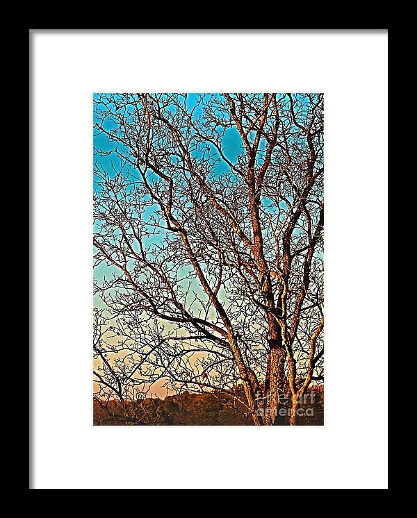 Prints Framed Print featuring the photograph Jeff Road Tree facing LEFT in Madison Alabama by Barbara Donovan