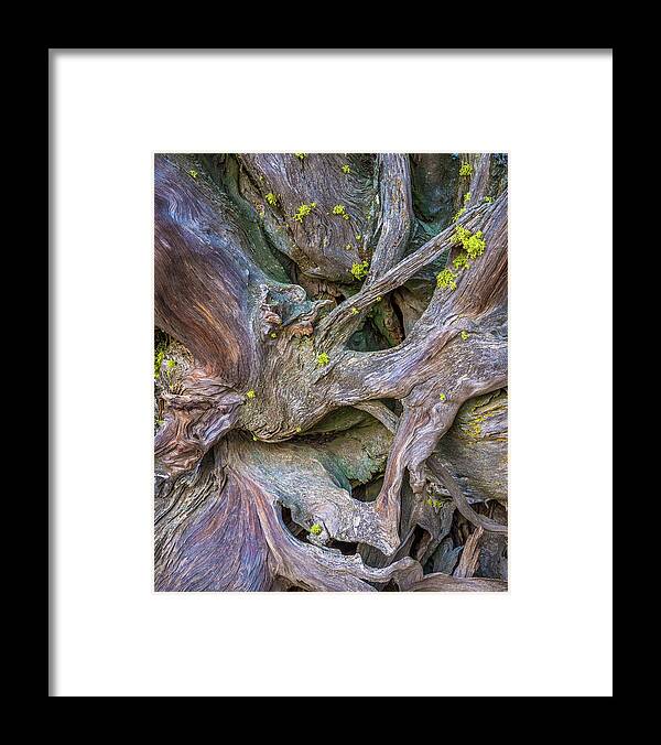 Roots Framed Print featuring the photograph Jeffrey Pine Roots by Alexander Kunz