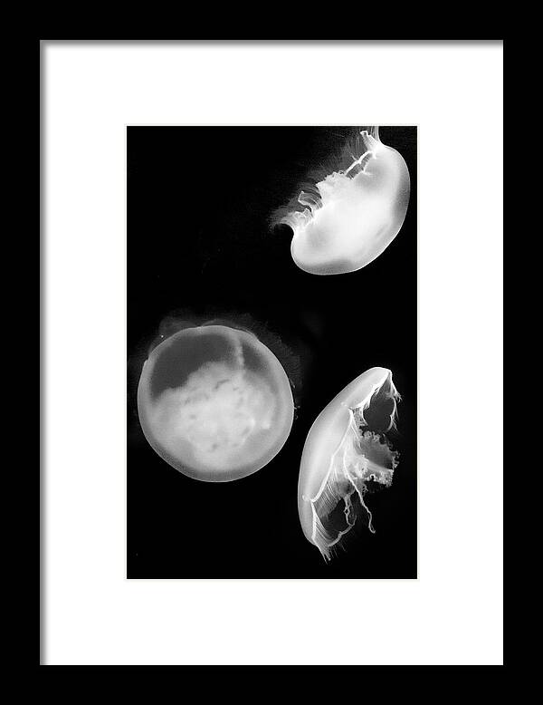Aquarium Framed Print featuring the photograph Jelly trio by Gina Cinardo