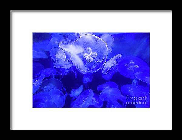 Jelly Framed Print featuring the photograph Jellyfish in the Water by Beachtown Views