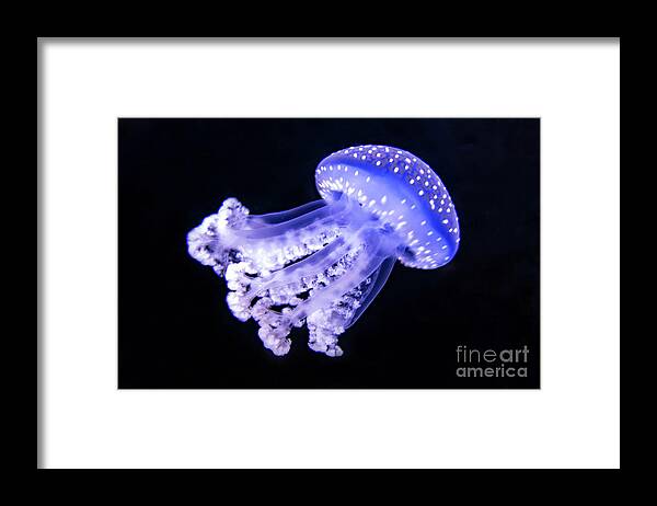 Jelly Framed Print featuring the photograph Jellyfish under the Sea by Beachtown Views