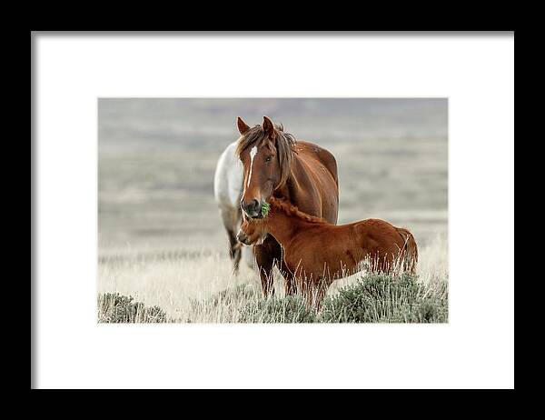 Horses Framed Print featuring the photograph Jenks and Daughter by Ronnie And Frances Howard