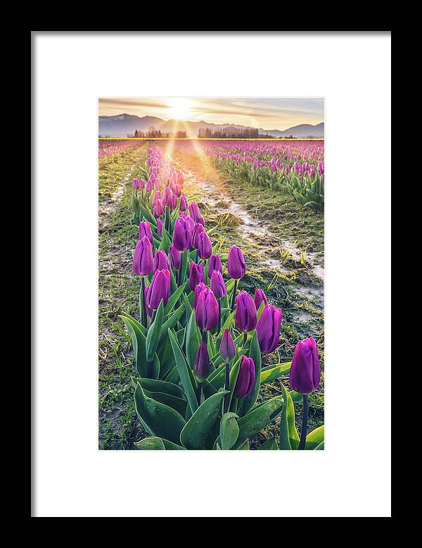 Tulips Framed Print featuring the photograph Jewel Tone Tulips by Michael Rauwolf
