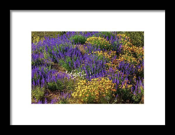Arizona Framed Print featuring the photograph Jewels of the Desert by Rick Furmanek