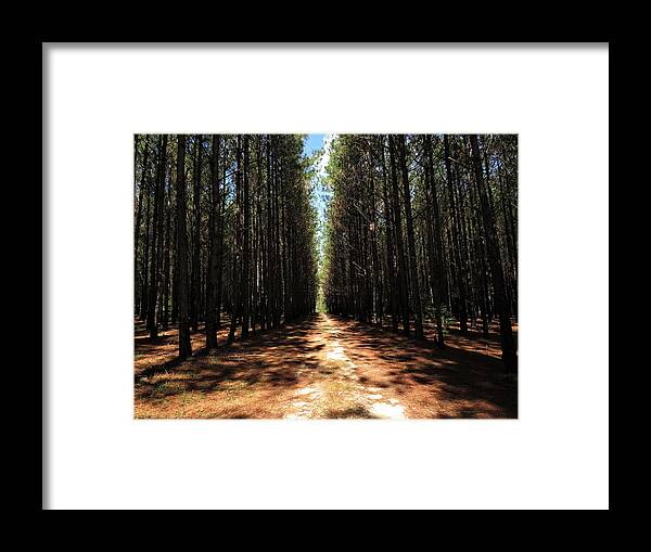 Forest Framed Print featuring the photograph John's Cathedral by Ed Williams