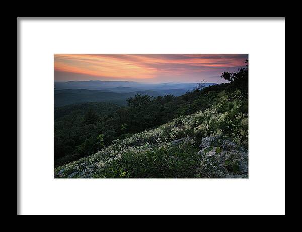 Flowers Framed Print featuring the photograph Jointweed Flowers at Sunset - Queen Wilhelmina State Park by William Rainey