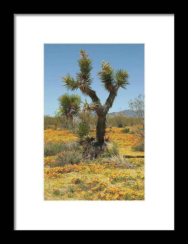 Mojave Desert Wildflowers Framed Print featuring the photograph Joshua Tree and Wildflowers in Mojave Desert by Ram Vasudev