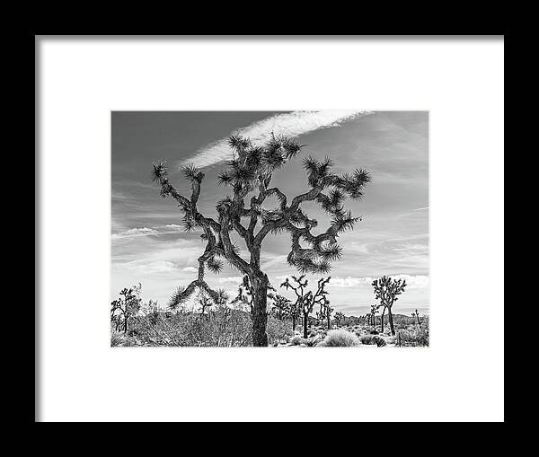 Landscape Framed Print featuring the photograph Joshua Tree Black and White by Claude Dalley