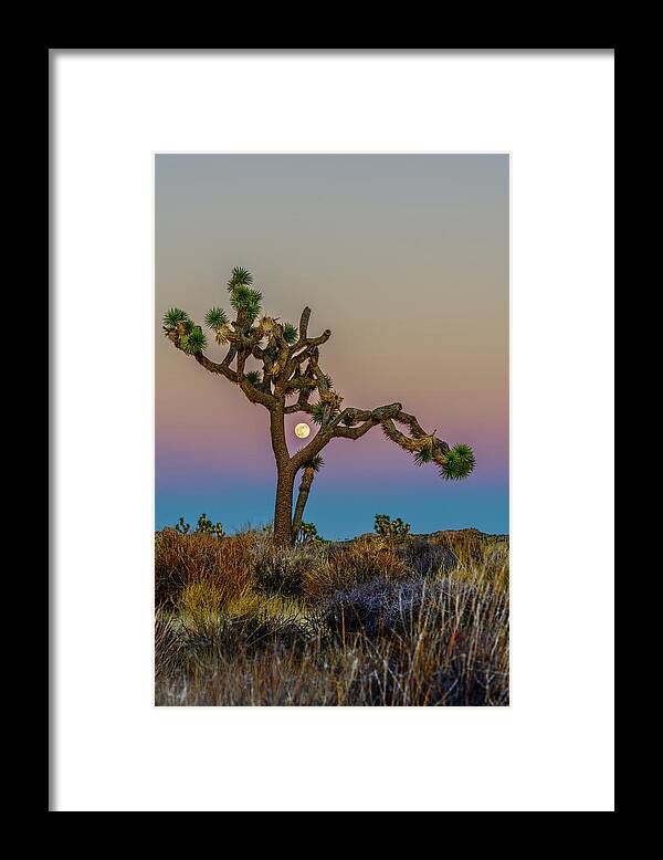 Joshua Tree Framed Print featuring the photograph Joshua Tree Full Moon by George Buxbaum