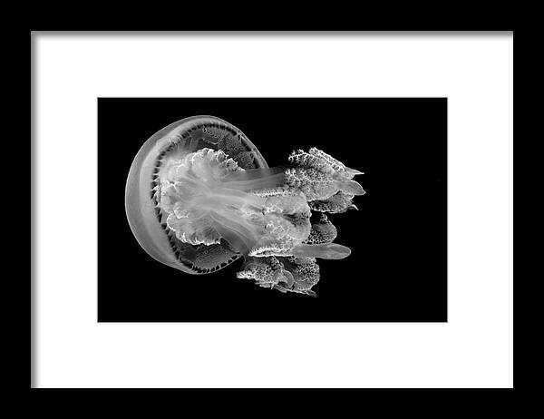 Aquarium Framed Print featuring the photograph Journey by Gina Cinardo