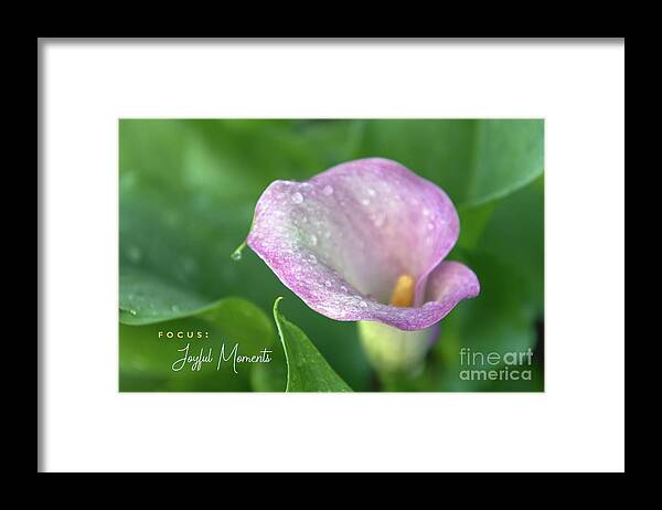 Calla Lily Framed Print featuring the photograph Joyful Moments by Amy Dundon