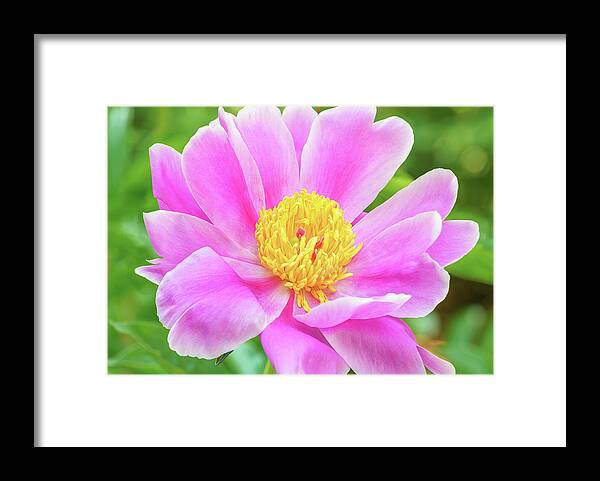 Joyful Framed Print featuring the photograph Joyful Peony by Marianne Campolongo