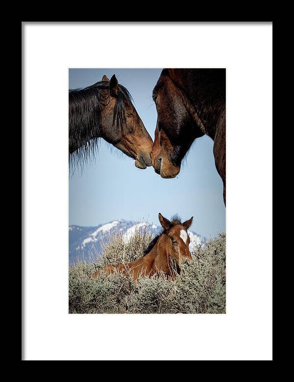 Horses Framed Print featuring the photograph Jtr58368 by John T Humphrey