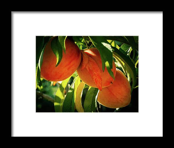 Landscape Framed Print featuring the photograph Juicy Fruit by Gena Herro
