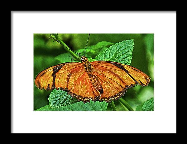 Butterfly Framed Print featuring the photograph Julia Heliconian by Bill Barber