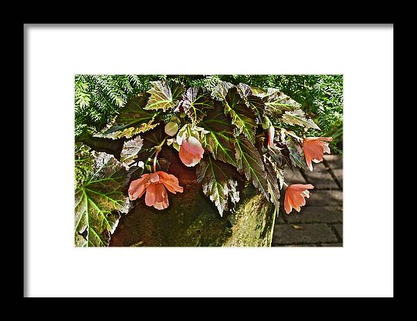 Begonia Framed Print featuring the photograph July Garden Visit Orange Begonia by Janis Senungetuk