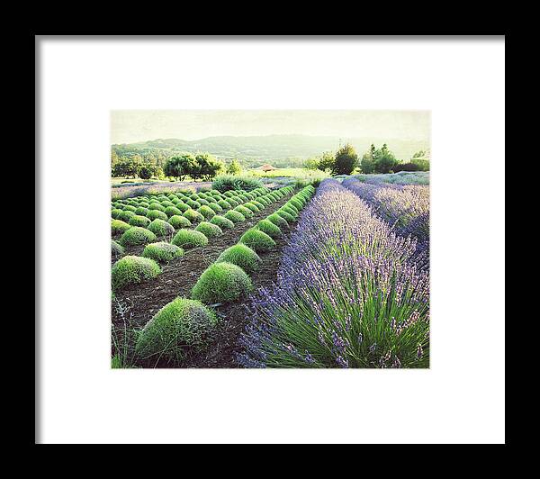 Lavender Field Framed Print featuring the photograph July Harvest by Lupen Grainne