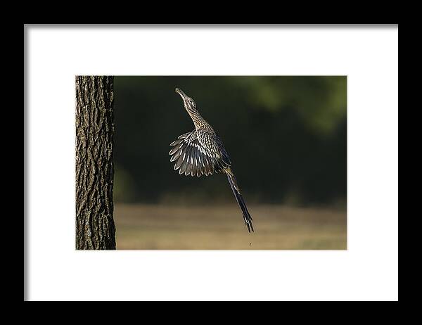 Greater Roadrunner Framed Print featuring the photograph Jumping to Feed by Puttaswamy Ravishankar