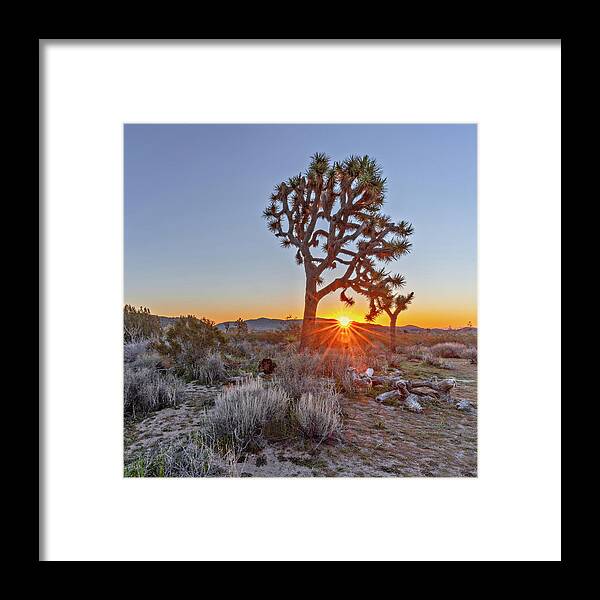  Framed Print featuring the photograph June 2019 Joshua Tree by Alain Zarinelli
