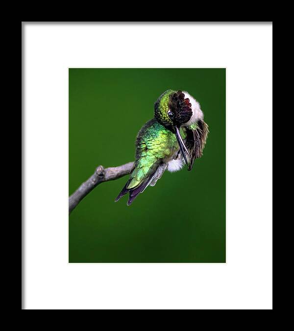 Bird Framed Print featuring the photograph June Grooming by Art Cole