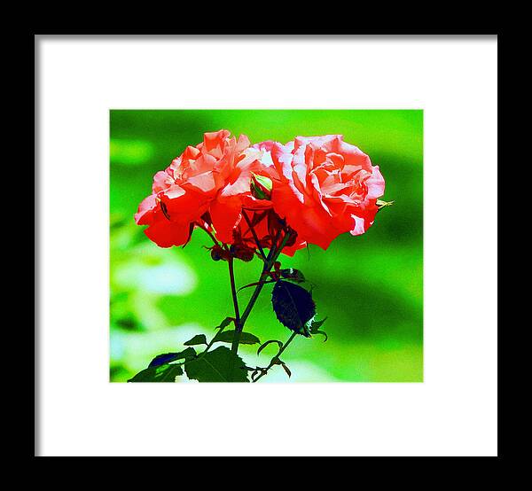 Roses Framed Print featuring the photograph June Roses by Ira Shander