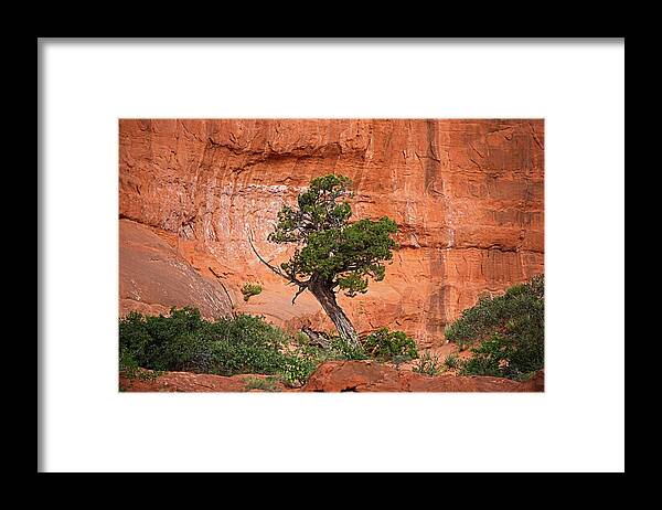 Alone Framed Print featuring the photograph Juniper Against Rock Wall by David Desautel