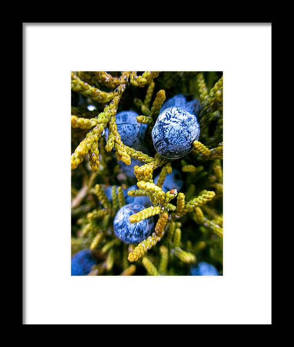 Juniper Framed Print featuring the photograph Juniper Berries by W Craig Photography