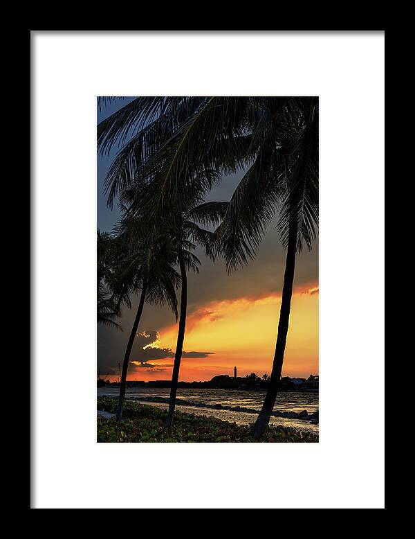 Palm Tree Framed Print featuring the photograph Jupiter Inlet Palms by Laura Fasulo
