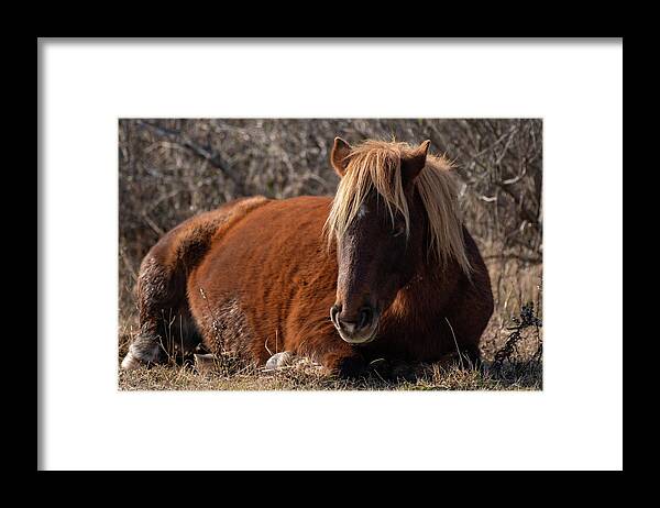 Assateague Island Framed Print featuring the photograph Just a Little Downtime by Rose Guinther