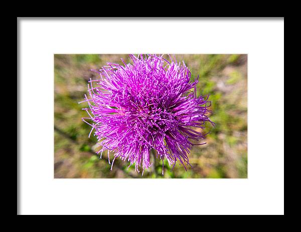 Weeds Framed Print featuring the photograph Just a Weed by Ivars Vilums