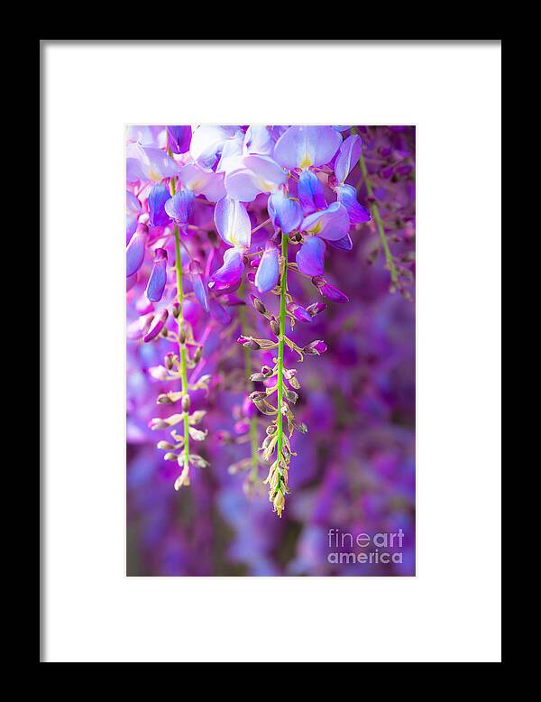 Flower Framed Print featuring the photograph Just before the full bloom by The P