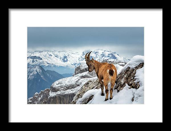 Nature Framed Print featuring the photograph Just Goating Around by Rick Deacon