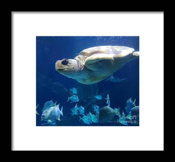 Sea Framed Print featuring the pyrography Just keep swimming by Elena Pratt