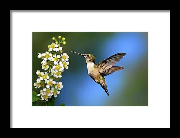 Hummingbird Framed Print featuring the photograph Just Looking by Christina Rollo