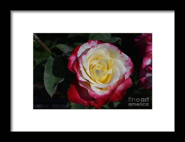Rosas Framed Print featuring the digital art Just Love by Yenni Harrison