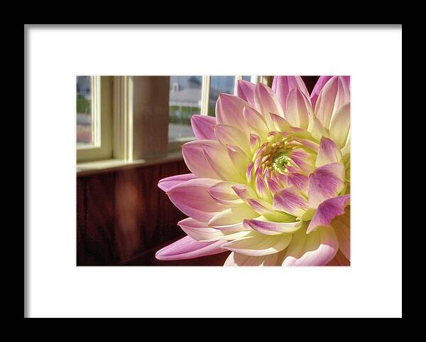 Arrival Framed Print featuring the photograph Just Petals by Jamart Photography