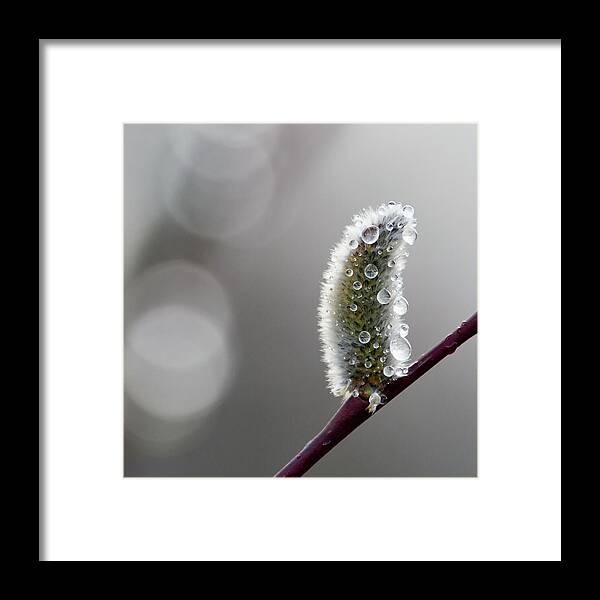 Finland Framed Print featuring the photograph Just tears this spring. Willow catkins by Jouko Lehto