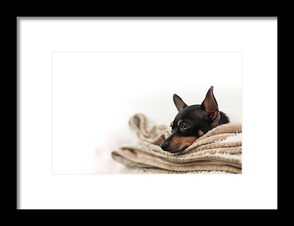 White Background Framed Print featuring the photograph Just Tired by photography by Jani Pesonen