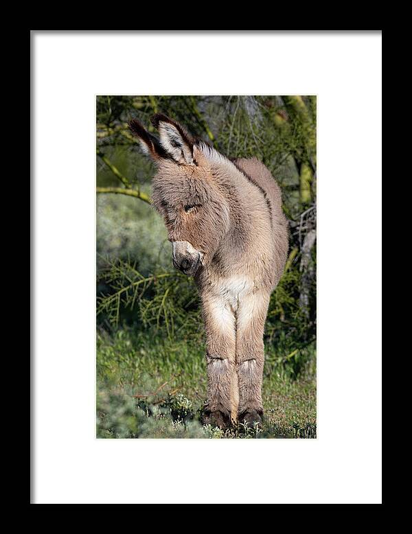 Wild Burros Framed Print featuring the photograph Just too Sweet by Mary Hone