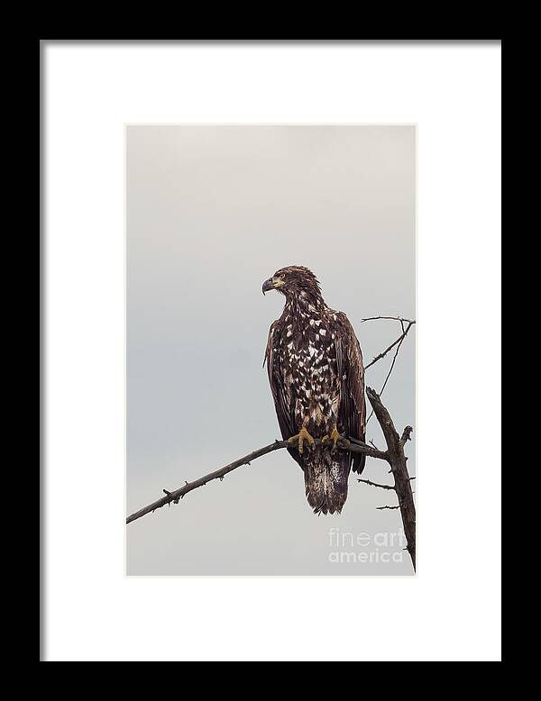 Bald Eagle Framed Print featuring the photograph Juvenile Bald Eagle at Nisqually River by Nancy Gleason