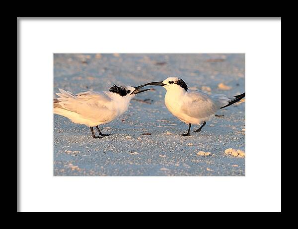 Cabot’s Terns Framed Print featuring the photograph Juvenile Cabot's Tern by Mingming Jiang