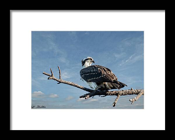 Animal Framed Print featuring the photograph Juvenile Osprey Perched in a Tree by Jeff Goulden