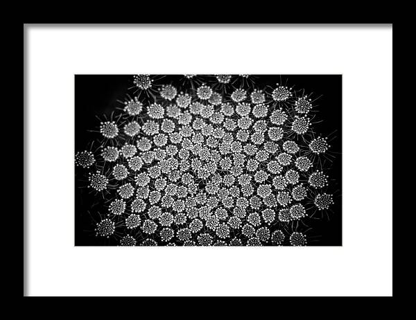 Flower Framed Print featuring the photograph Kaleidoscope by Jason Roberts