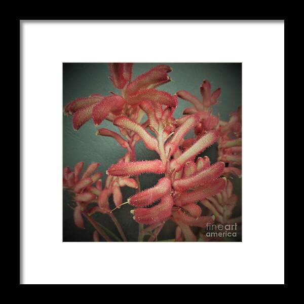 Photo Framed Print featuring the photograph Kangaroo Paw Plant by Julie Grimshaw