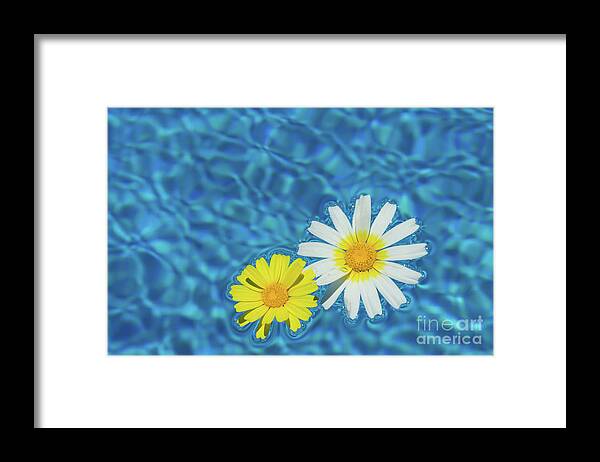 Daisies Framed Print featuring the photograph Keep your sunny days by the pool by Adriana Mueller