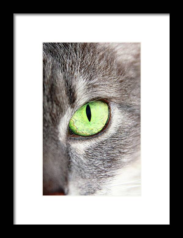 Cat Framed Print featuring the photograph Keeping An Eye On You by Lens Art Photography By Larry Trager