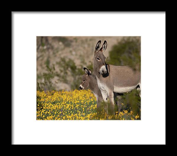 Wild Burros Framed Print featuring the photograph Keeping an Eye Out by Mary Hone