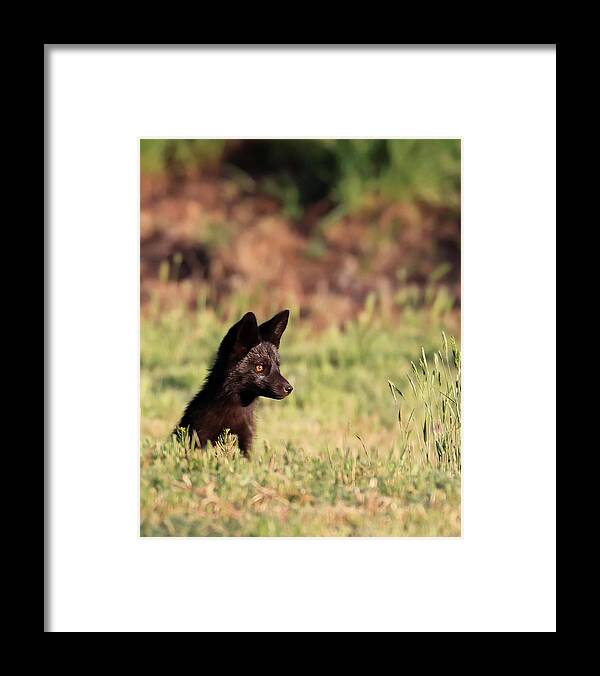 Silver Fox Framed Print featuring the photograph Keeping Watch by Shane Bechler